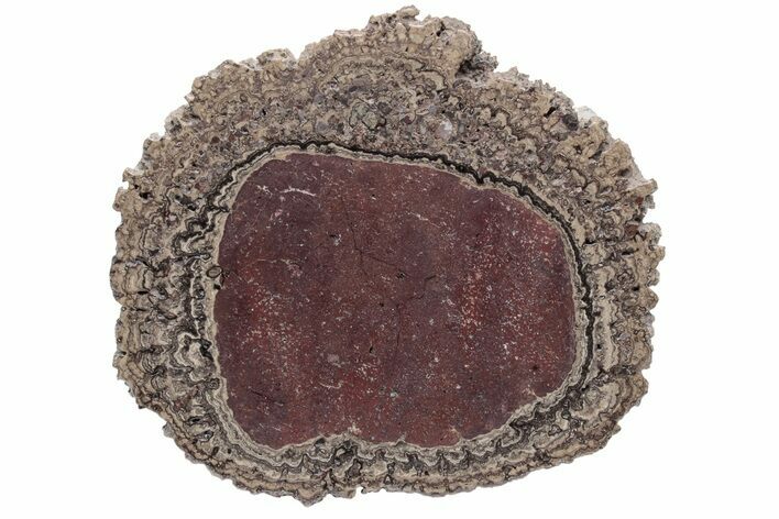 Polished, Cretaceous, Oncolite Stromatolite Fossil - Mexico #231384